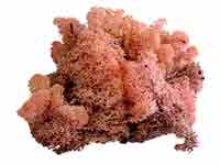 Farbe Islandmoos: rosa