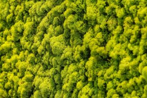 Wandpaneel Islandmoos