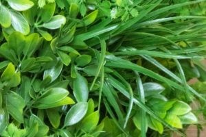 Schefflera Kunstpflanze Schefflera